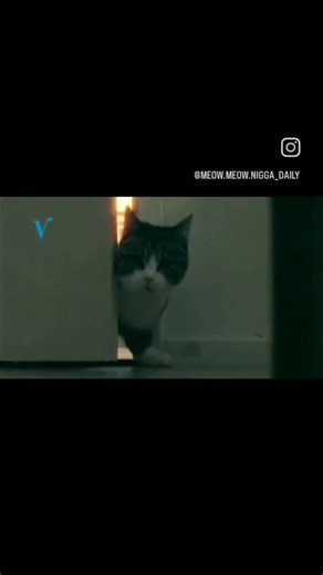 Meow Meow Nigga Daily on Instagram: "Day 216 #meow #meowmeow #meowmeownigga #meowmeowniggadaily #dailymeowmeownigga #dailycatmemes #day216"