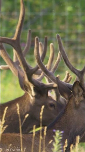 Wildlife Moments: Deer in Slow Motion (4K) - Part 4 #shorts