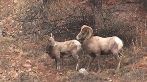 Bighorn Sheep Ram Ewe Male Female Stock Footage Video (100% Royalty-free) 1011624143 | Shutterstock