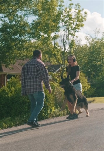 Escenarios diarios: Paseos y entrenamiento canino