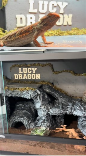 Bearded Dragon Habitat Reveal — It Took Ages!