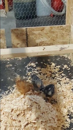 How To Chicken Scratch