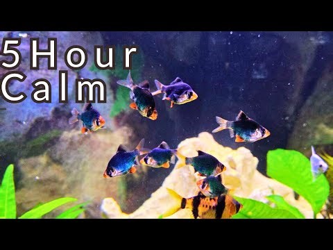 5 Hour ~ Calming Aquarium for Deep Relaxation: NO Loop | Water Sounds | Sleep & Study- (4H/ 50M)