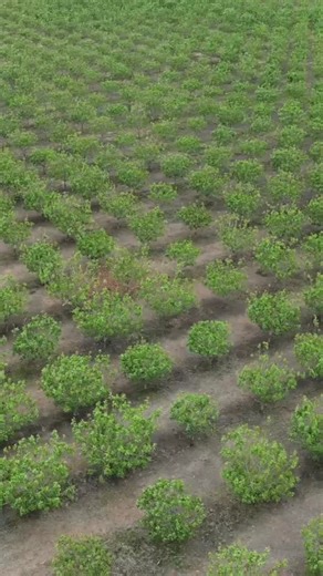 Real Stories. Real Pistachios. 💫 Meet Daniel Palla, who owns Orchard Luchetti with his wife Katie. They are farming organic pistachios and have been part of Setton’s family of growers since 2023. It’s a pleasure to highlight their story as part of our grower series 💚 #PoweredByPistachios⁣⁣ ⁣⁣ ⁣#SettonFarms #wellandgoodeats #cleaneats #healthyeats #plantbased #plantprotein #completeprotein #pistachios #recipe #receta #americasbesttastingpistachios | Setton Farms