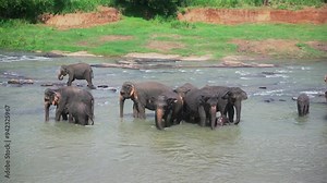 Wild elephants in Sri Lanka in Pinnewela Elephant orphanage