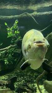 Pacu are South American freshwater fish that are related to piranha. While piranha are omnivores that eat a variety of fish, snails, insects, and plant materials, pacu are largely herbivorous. A large part of the pacu diet is made up of nuts, fruits, and seeds that fall down from the trees in their native environment in the Amazon and Orinoco River basins. At the Aquarium, we offer nuts to our pacu as a form of enrichment. | New York Aquarium