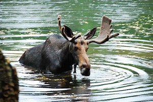 Deadly animals that do not look dangerous at all