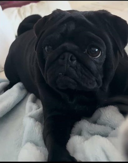 Black Pugs are beautiful! #pug #blackpugs #pugs #puppies #dogs