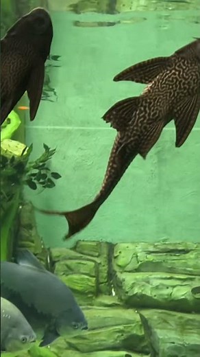 shortsvideo | adventure | shorts Cute & Colorful Fish Shorts | Trending Aquarium Video