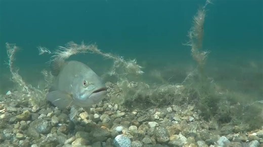 MOST POPULAR SIGHT FISHING COLORS HOOKS IN ONE CONVENIENT KIT: ✔ Four of our Best Sight Fishing Colors (28ct total)✔ Stand-Up Type Hooks (5ct)✔ FREE Digital Video Rigging Guide