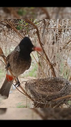 11K views · 125 reactions | Snake Attacks Baby Birds! | Baby Bird Bites | Facebook
