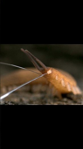 Velvet worms (Onychophora)