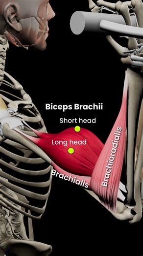 62K views · 1.3K reactions | Dive into our amazing animation of the...