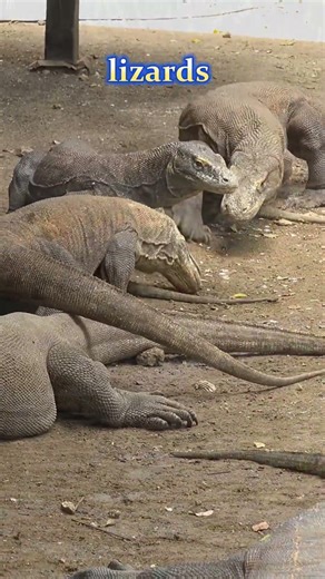 Asia’s Giant Monitor Lizard Explained 🦎