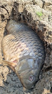 497K views · 2K reactions | Amazing big stuck carp fishing underground dry place #fish #fishing #video #reels | Discovery Site | Facebook