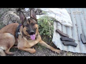 Top Honor Given to US Military Dog Injured in Combat
