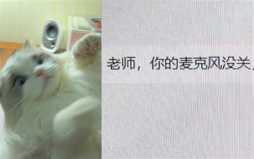 我社死了！上网课用夹子音吸猫发现没关麦！！！！