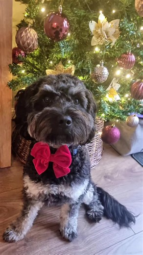 Exploring the Adorable Phantom Cockapoo Breed