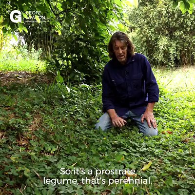 2.3K views · 84 reactions | Pinto peanut is a classic groundcover for the tropics and subtropics. It is related to the peanut. It is a perennial legume with a small, edible peanut; however, it is more beloved for its nitrogen-fixing abilities than a food crop. Learn more about nitrogen-fixing plants and wonderful groundcovers by visiting our bio links. #permaculture #discoverpermaculture #pintopeanut #nitrogenfixers #groundcover | Discover Permaculture with Geoff Lawton | Facebook