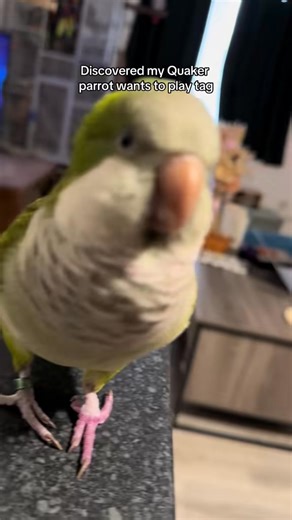 Yoshi the flash 🥹 #parrot #quakerparrot #petreels | FartBirb