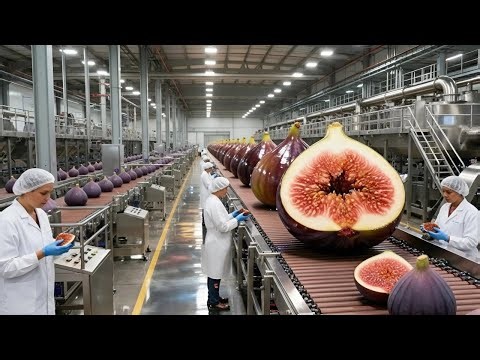 Inside a Giant Fig Processing Factory: From Orchard to Supermarket (Full Process)