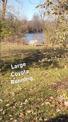 LARGE COYOTE RUNNING ROAMING NATURAL HABITAT NATURE #coyote #wildanimalwatching #wildanimals