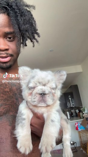 Fluffy French Bulldog Puppy Care Tips and Cute Moments