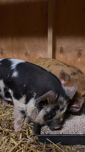 3.9K views · 17 reactions | Feeding our Kune Kune piglets, Dinosaur and Marigold — the newest (and cutest!) members of our home farm family! #fbreels2025ツ #reelsviralシfb #homestead #farmlife #kunekunepig #cute #cuteanimals | Teamoteo Adventures | Facebook