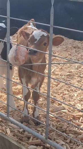 97K views · 541 reactions | Salt - The Foundation Mineral Calves...