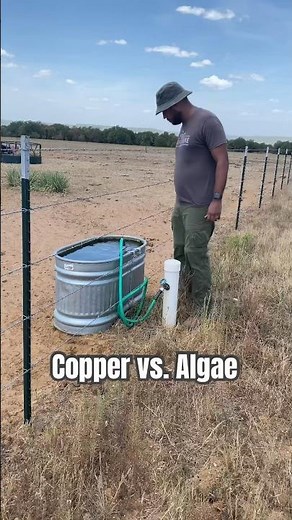 Will a copper rod clear the algae in my water trough? #experiment #farm #hack #farmlife