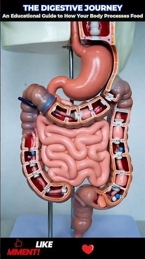 #MedicalEducation #Gastroenterology #AnatomyEducation