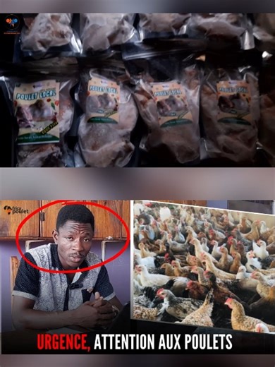 Partie 5: Les éleveurs à éviter dans l'élevage de Poulet Local en Afrique. Investir En Afrique, Business en Afrique, investir au pays, investisseur africain, réussir en afrique, investir en cote divoire, Investissement en afrique, entreprendre en Afrique, retour au pays, retour en afrique, diaspora retour en Afrique, business en afrique, business afrique, ENTREPRENEURS AFRICAINS, Linvestisseur africain comment élever poulet de chair? comment faire élevage de poulet ? comment devenir éleveur de p