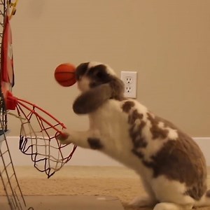 This bunny plays basketball like a pro! 🏀🐇 Special thanks to: Bini the Bunny | Naturee