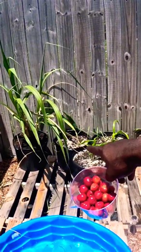 MY CORN SEEDLINGS ARE TAKING OFF! 🌽🔥 AND LOOK AT MY SUGARCANE! 😍🌱