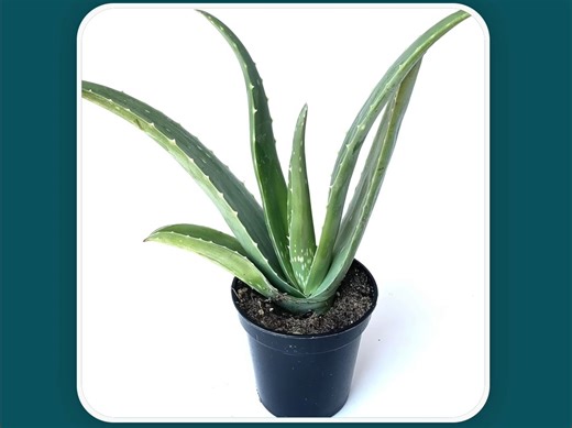 这些植物的英文名称你知道吗？