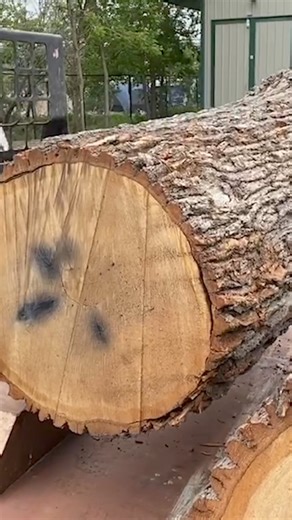 Making the tread for the great room steps. I got this metal infested white oak log from Wood From the Hood a few years ago. #urbanlumber #woodworking | Matt Cremona