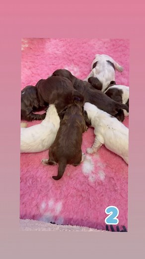 Our 2 week old Show Cocker Spaniels!! The colours are changing daily!! I want them all 🤦🏼‍♀️😭 #showcocker #showcoxkerspaneils #showcockerspanielpuppy #showcockerspanielpuppies #licensedbreederuk #licensedbreeder #puppies #puppiesofinstagram #dorset #dorsetcoast #dorsetlife #hampshire #newforest | Harrison Pups Kennel UK