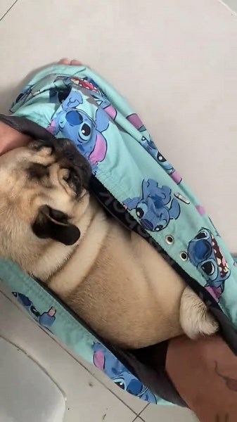 Funny Pug Moments That Will Make You Smile