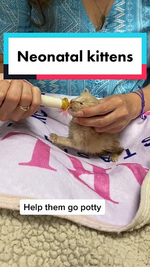 Intaking neonatal kittens! #learnontiktok #tiktokpartner #veterinarian #neonatalkittens #fosteringkittens