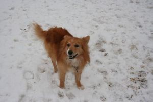 Islip Shelter Animals of the Week