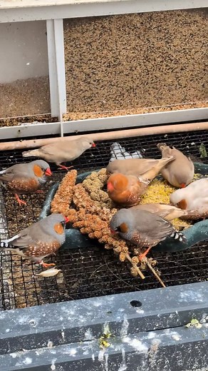 Understanding Zebra Finches: Care and Behavior Guide