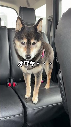 Kuroshiba Azuki in a pinch!?