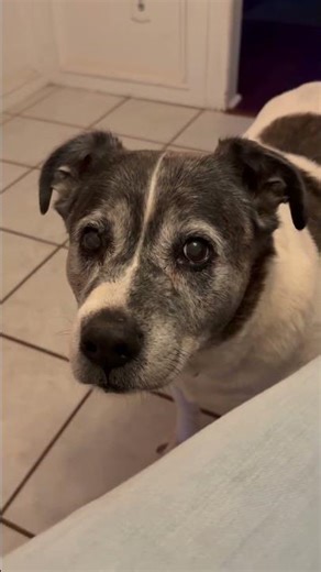 Zeke is the keeper of dinner time. 🐾🐶🤭🐕 #dog