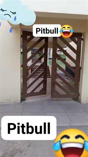 196K views · 2K reactions | Unenge wadenh hako . Ndiye pfee une ma pitbull What's next step . | SEH RICKY RUSSO | Facebook