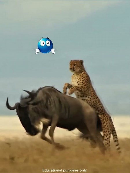 Cheetah vs Wildebeest ⚡ Speed vs Power | Amazing Wildlife Fact