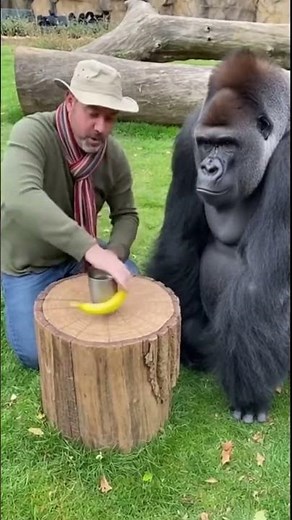 Magic Failed… But This Gorilla’s Laugh Will Make Your Day 😂🐵