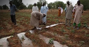 Niger: financer l'agriculture pour accroître les revenus des producteurs