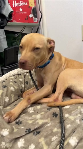 41K views · 2.1K reactions | Django is pretty much the cutest boy...