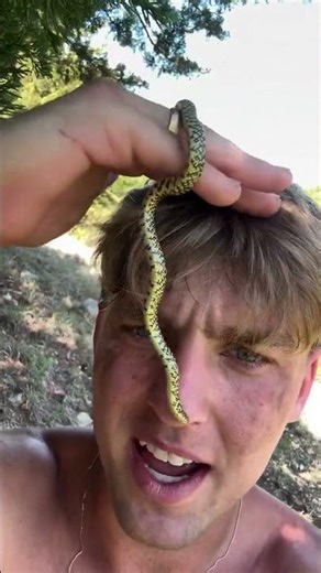 This snake's yellow pattern is absolutely INSANE #reptiles #fyp