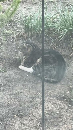 A fat cat gets scared
